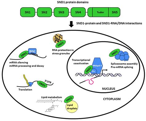 snd1 proteina 1 contenente nucleasi stafilococcica e dominio tudor|Tudor staphylococcal nuclease: biochemistry and functions.